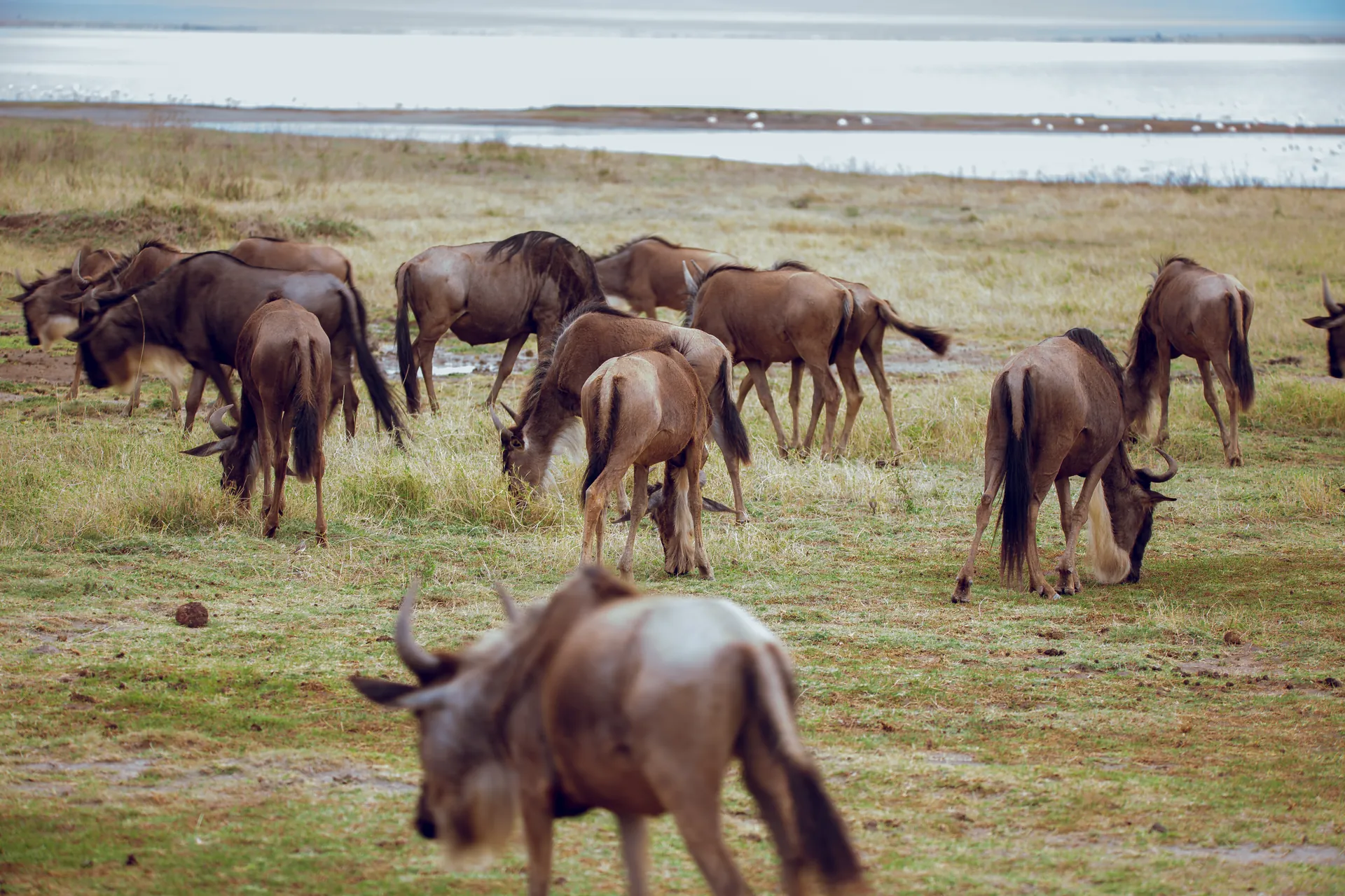 Wildebeest herd on an East African safari plain
